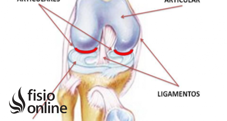 superficie articular