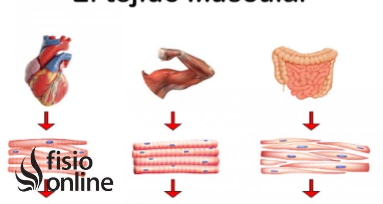 maíz R Mezclado Tejido muscular | Qué es, componentes, clasificación, función y regeneración