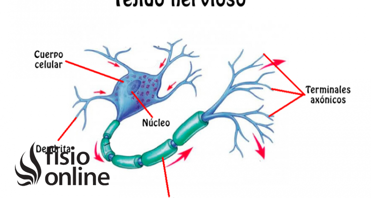 Tejido nervioso