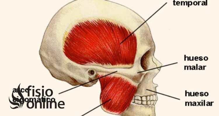 músculo temporal