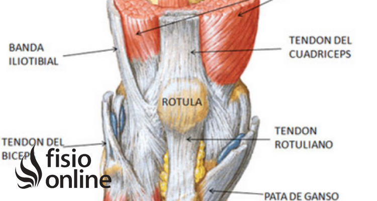 Tendón del cuádriceps