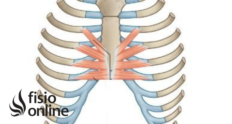 músculo triangular del esternón