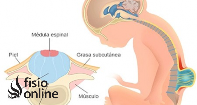 tubo neural