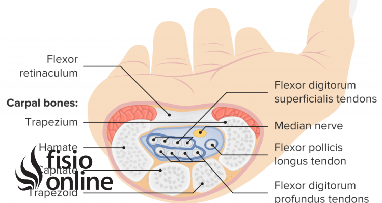 https://www.fisioterapia-online.com/sites/default/files/styles/post_image/public/glosario_images/tunel_carpiano_glosario.png?itok=4yJ1I12W