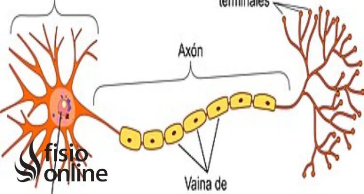Vaina de mielina | Qué es, dónde se encuentra, cómo se forma, funciones e importancia