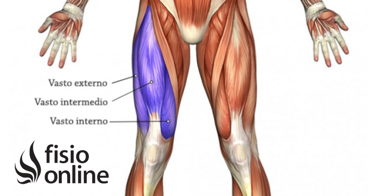 músculos vasto interno y externo