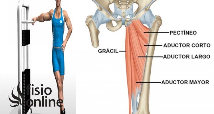 músculoa aductores de cadera