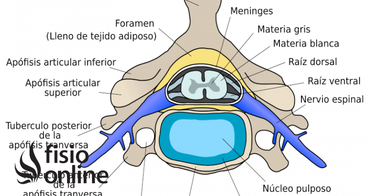 anillo fibroso de la columna