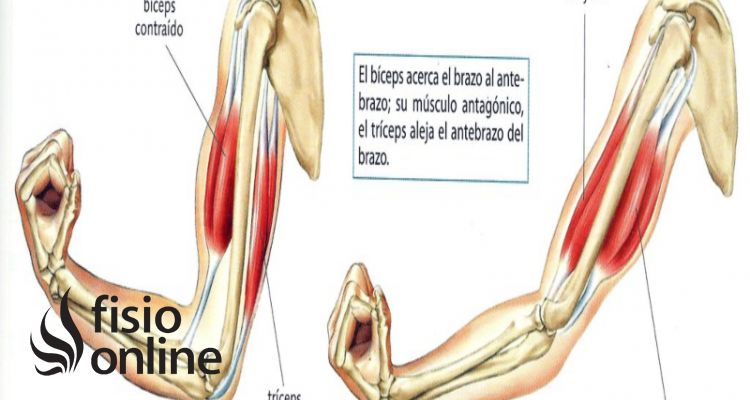 musculatura antagonista