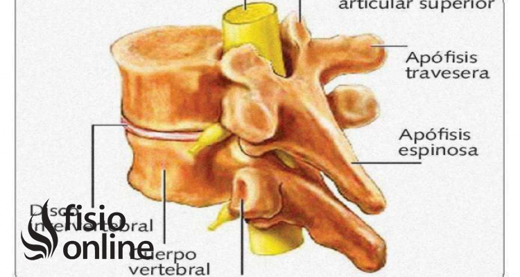 Apófisis transversa