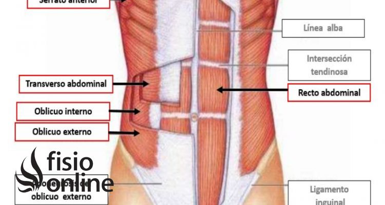 Aponeurosis del abdomen