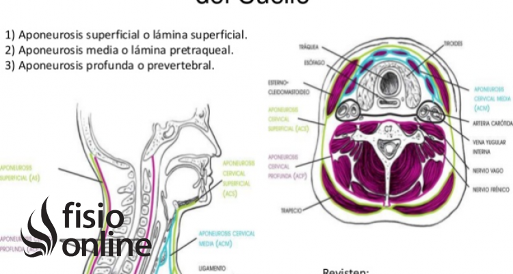 Aponeurosis del Cuello