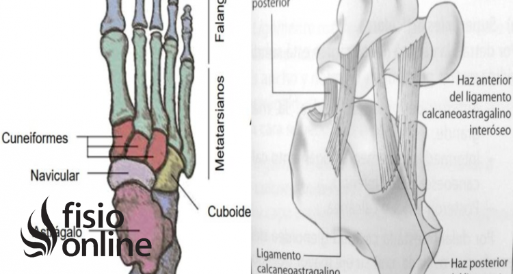 Ligamento astragalocalcáneo