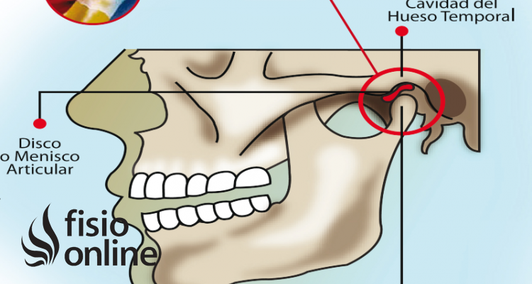 articulación temporomandibular