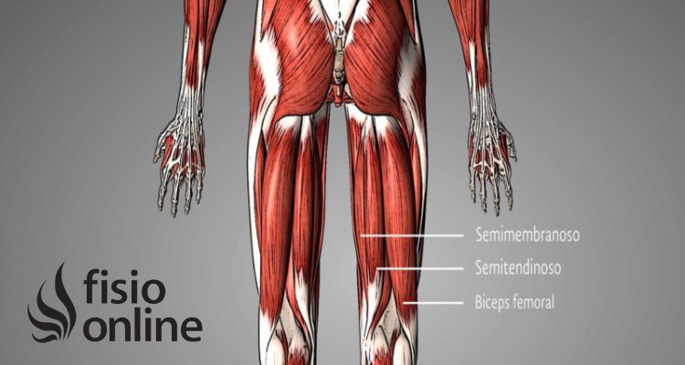 músculo bíceps femoral