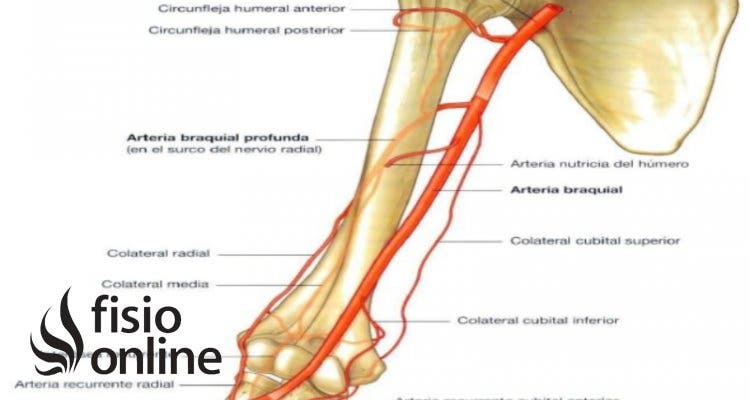 arteria humeral