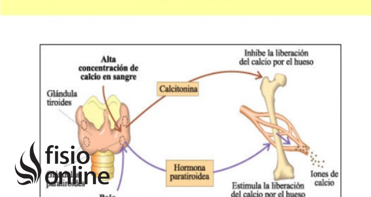 calcitonina