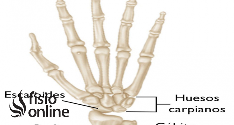 Huesos del carpo