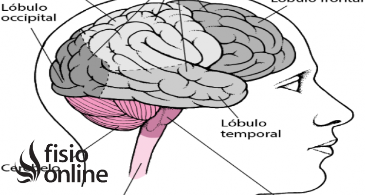 cerebro