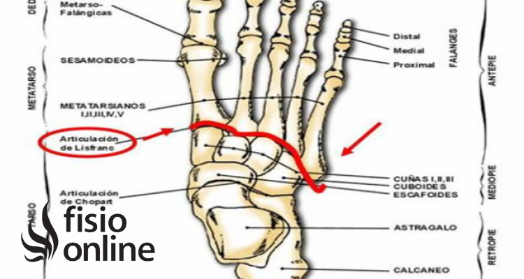 Articulación de Chopart 