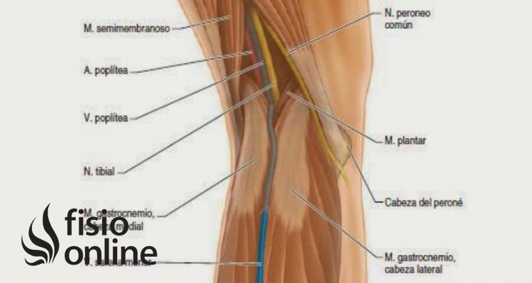 nervio ciático poplíteo externo
