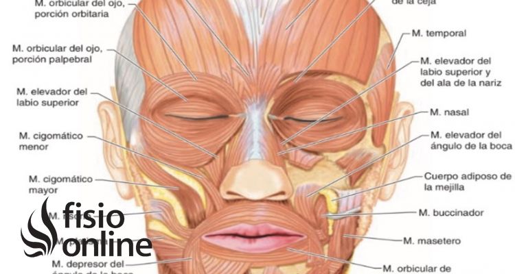 músculo cigomático menor