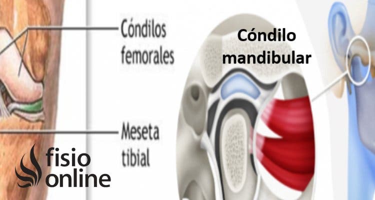 Condilos Femoral y Mandibular