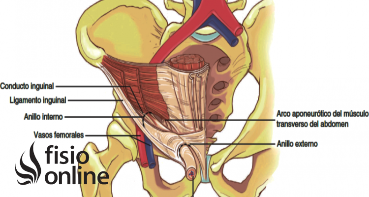 Conducto Inguinal