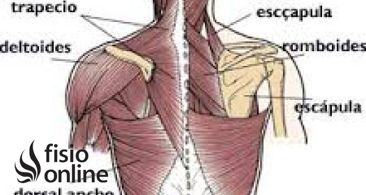 Contracturas musculares de espalda  En qué consiste, síntomas, causas y  tratamiento