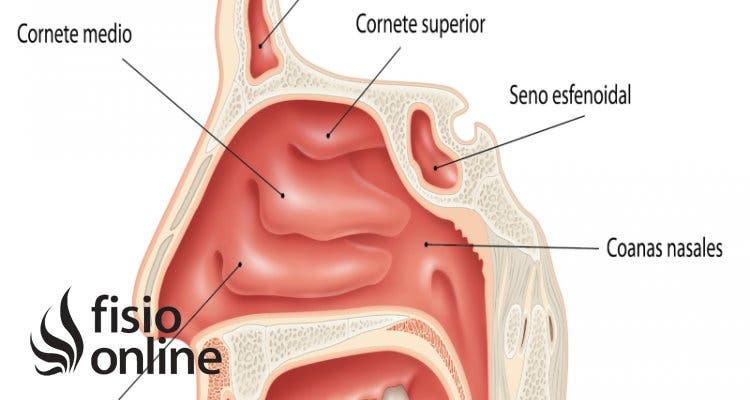 Cornetes nasales