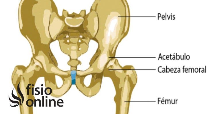 articulación coxofemoral