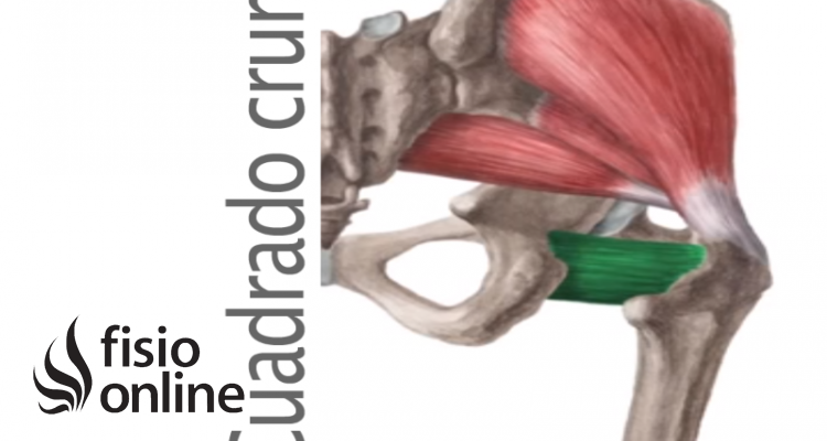 Músculo Cuadrado crural o femoral