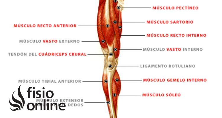 músculo cuádriceps