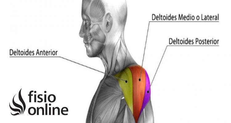 músculo deltoides