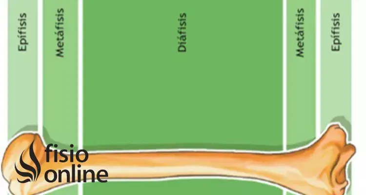Diáfisis