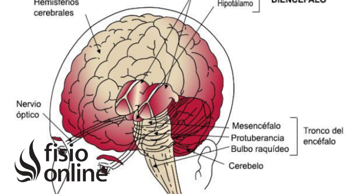 diencéfalo