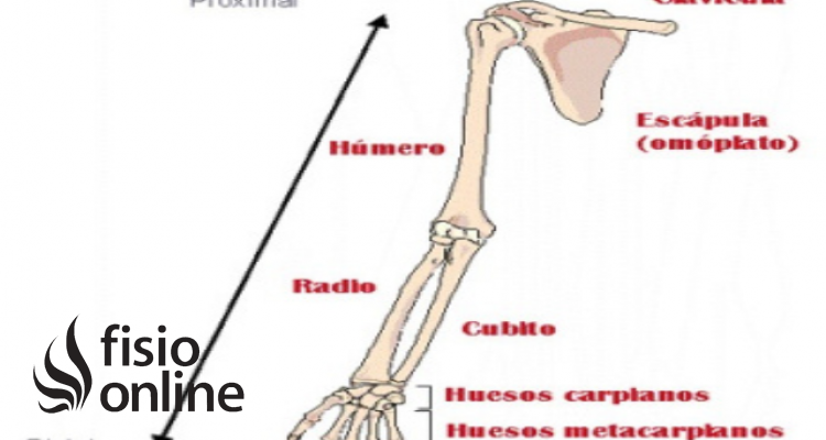 zona distal