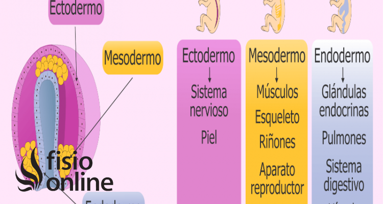 Ectodermo