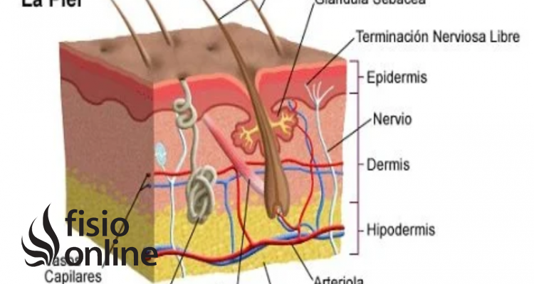 Epidermis 