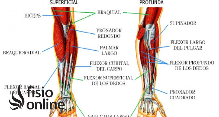 músculos epitrocleares