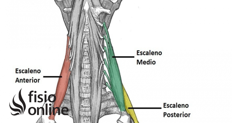 Músculos Escalenos