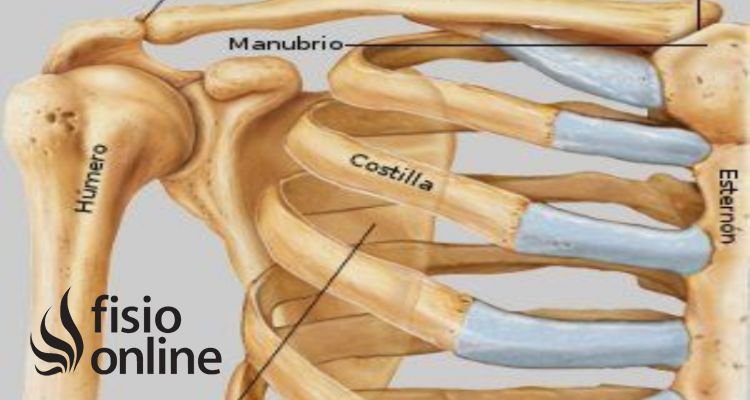 articulación esternoclavicular 