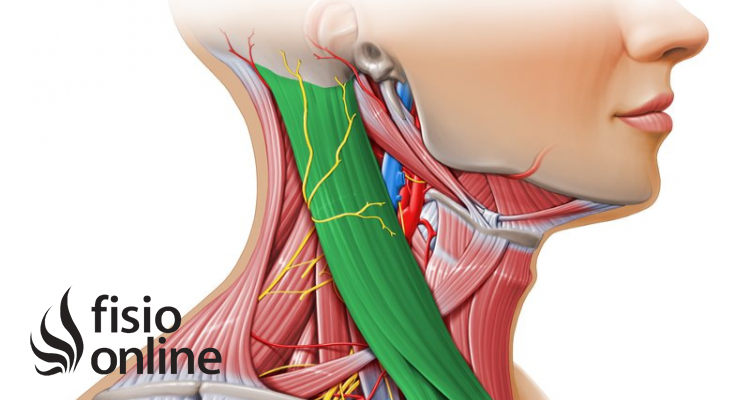 Músculo esternocleidomastoideo