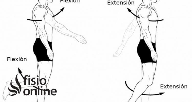 extensión articular