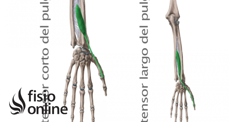 Músculo extensor corto y largo del pulgar