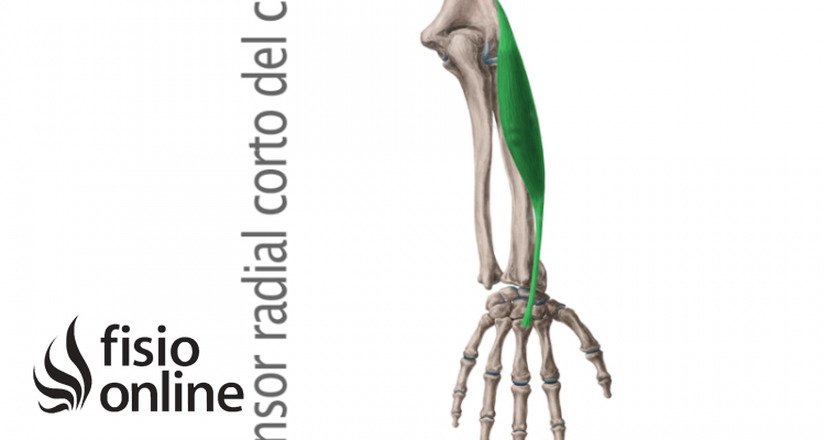 músculo extensor radial corto