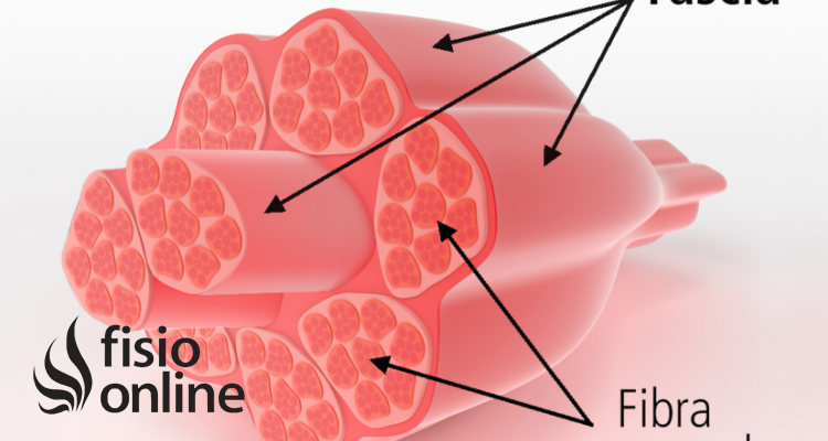 Fascia