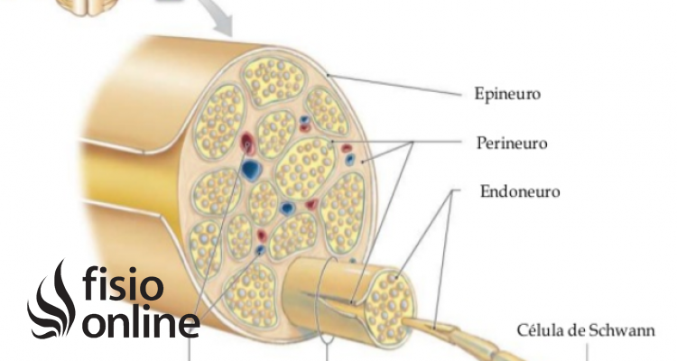 fascículos nerviosos