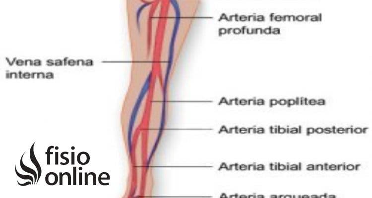 arteria femoral