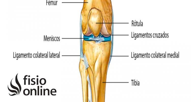 Articulación femorotibial